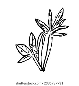Vector de planta en dibujo de mano mínima 