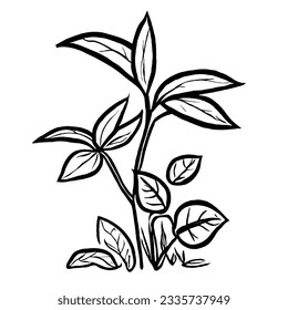 Plant Vector in Minimal Hand Drawing 