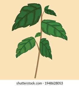 Vector de planta para libros de ciencia