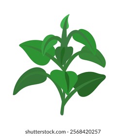 Plant. Vector simple color flat illustration.