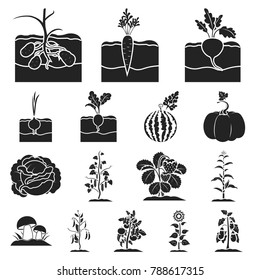 Plant, vegetable black icons in set collection for design. Garden and harvest vector symbol stock web illustration.