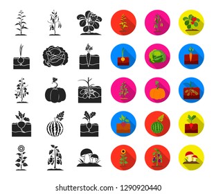 Plant, vegetable black,flat icons in set collection for design. Garden and harvest vector symbol stock web illustration.