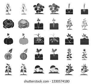 Plant, vegetable black,monochrome icons in set collection for design. Garden and harvest vector symbol stock web illustration.