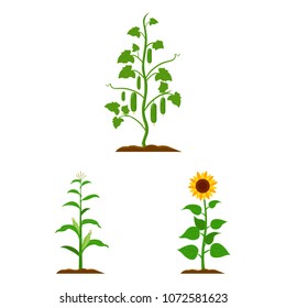 Plant, vegetable cartoon icons in set collection for design. Garden and harvest vector symbol stock web illustration.