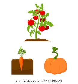 Plant, vegetable cartoon icons in set collection for design. Garden and harvest vector symbol stock web illustration.