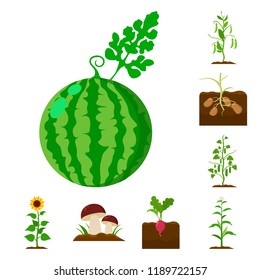 Plant, vegetable cartoon icons in set collection for design. Garden and harvest vector symbol stock web illustration.