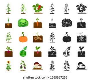 Plant, vegetable cartoon,black icons in set collection for design. Garden and harvest vector symbol stock web illustration.
