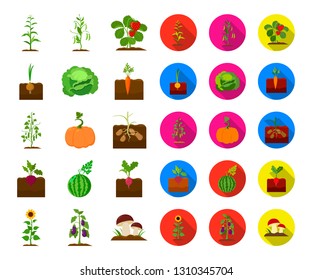 Plant, vegetable cartoon,flat icons in set collection for design. Garden and harvest vector symbol stock web illustration.