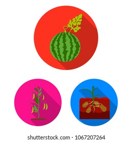 Plant, vegetable flat icons in set collection for design. Garden and harvest vector symbol stock web illustration.