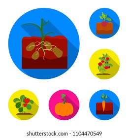 Plant, vegetable flat icons in set collection for design. Garden and harvest vector symbol stock web illustration.