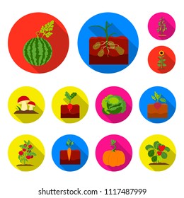 Plant, vegetable flat icons in set collection for design. Garden and harvest vector symbol stock web illustration.