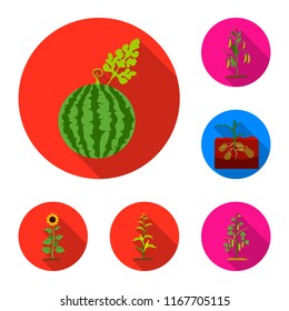 Plant, vegetable flat icons in set collection for design. Garden and harvest vector symbol stock web illustration.