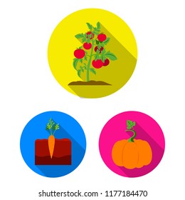Plant, vegetable flat icons in set collection for design. Garden and harvest vector symbol stock web illustration.