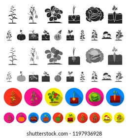 Plant, vegetable flat icons in set collection for design. Garden and harvest vector symbol stock web illustration.