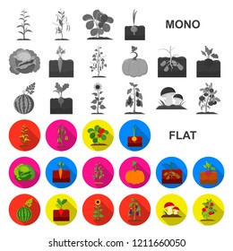 Plant, vegetable flat icons in set collection for design. Garden and harvest vector symbol stock web illustration.