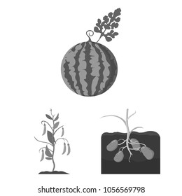 Plant, vegetable monochrome icons in set collection for design. Garden and harvest vector symbol stock web illustration.
