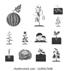 Plant, vegetable monochrome icons in set collection for design. Garden and harvest vector symbol stock web illustration.