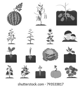Plant, vegetable monochrome icons in set collection for design. Garden and harvest vector symbol stock web illustration.