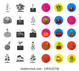 Plant, vegetable mono,flat icons in set collection for design. Garden and harvest vector symbol stock web illustration.