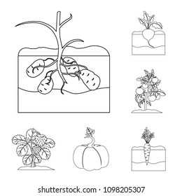 Plant, vegetable outline icons in set collection for design. Garden and harvest vector symbol stock web illustration.