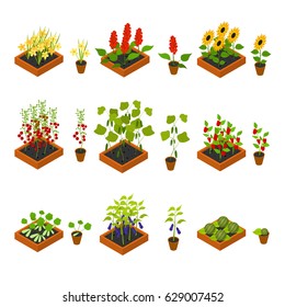 Plant, Vegetables, Fruits and Flowers Seedling witch Elements Set Isometric View Cultivated Agriculture. Vector illustration