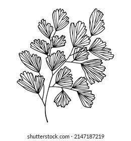 Plant Venus Volos. Vector stock illustration eps10. Outline, hand drawing. Isolate on a white background. 