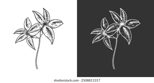 Plant vintage engraved illustration isolated on a white background. Vector 