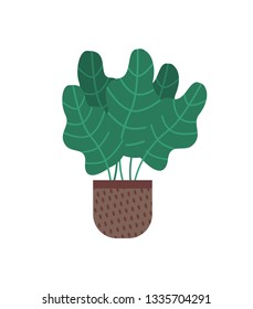 Plant with wide foliage vector, leaves of botanical herbs isolated icon. Houseplant flower growing in pot with dotted ornament. Floral decoration
