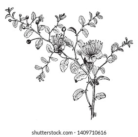 A plant widely distributed in warm regions and has simple leaves and showy flowers with four sepals, four petals, and numerous stamens, vintage line drawing or engraving illustration.