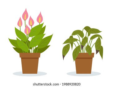 Plant withering. Two vector scenes with a healthy and a wilting plant. Flower care, house plant care mistakes. 