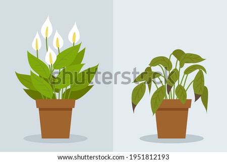 Plant withering. Two vector scenes with a healthy and a wilting plant. Flower care, house plant care mistakes. Spathiphyllum.