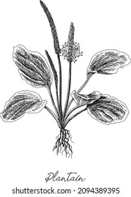 Plantago lanceolata - hoary plantain. Sketchy hand-drawn vector illustration.