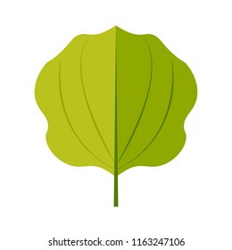Plantago leaf icon vector design illustration. 