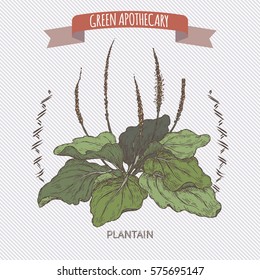 Plantago major aka broadleaf plantain or fleawort color sketch. Green apothecary series. Great for traditional medicine, gardening or cooking design.