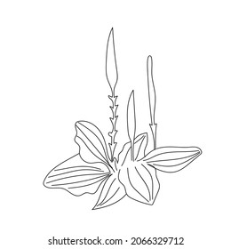 Plantago major medicinal plant doodle vector illustration. Floral decorative element.