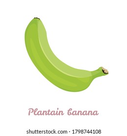 Plantain Banana Isolated On White Background. Vector Illustration Of Fresh Tropical Fruit In Cartoon Flat Style.