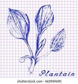 Plantain. Botanical drawing on exercise book background. Vector illustration. Medical herbs