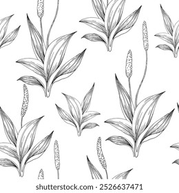 Plantain hand drawn seamless graphic pattern. Ornament with plantain leaves drawn with ink. For cosmetics and medicine design