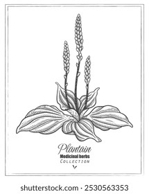 Plantain herb. Vector line art. Medicinal herb illustration