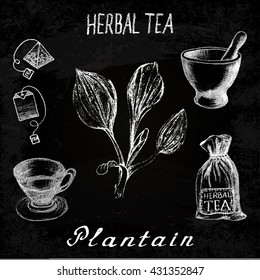 Plantain herbal tea. Chalk board set of vector elements on the basis hand pencil drawings. Herb Plantain, tea bag, mortar and pestle, textile bag, cup. For labeling, packaging, printed products