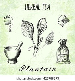 Plantain herbal tea. Set of vector elements on the basis hand pencil drawings. Herb Plantain, tea bag, mortar and pestle, textile bag. For labeling, packaging, printed products