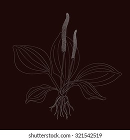 Plantain isolated on brown background