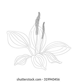 Plantain isolated on white background