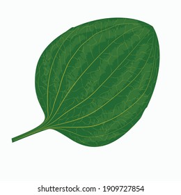 Plantain leaf botanical drawing on a white background