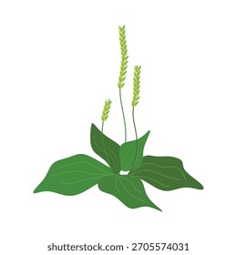 Ilustración plana de hoja de plátano que simboliza la cicatrización de heridas. Diseño de Vector moderno. Ilustración vectorial escalable con Formas simples.