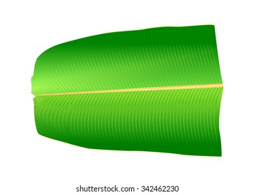 Plantain Leaf Vector