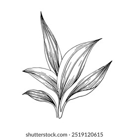 Plantain leaves hand drawn sketch. Line drawn illustration of plantago bush. Template for medical label and cosmetics
