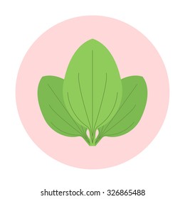 Plantain Leaves Icon  On  Background