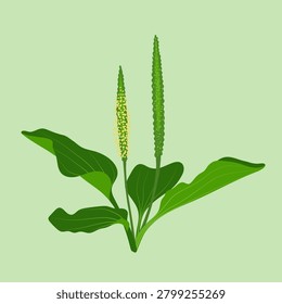 Plantain. Leaves and inflorescences. Vector illustration.