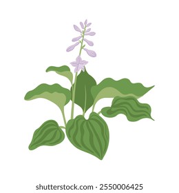 Lilie, Giboshi, Gartenblume, Hosta, Vektorgrafik Blütenpflanze auf weißem Hintergrund, florales Element, handgezeichnete botanische Illustration